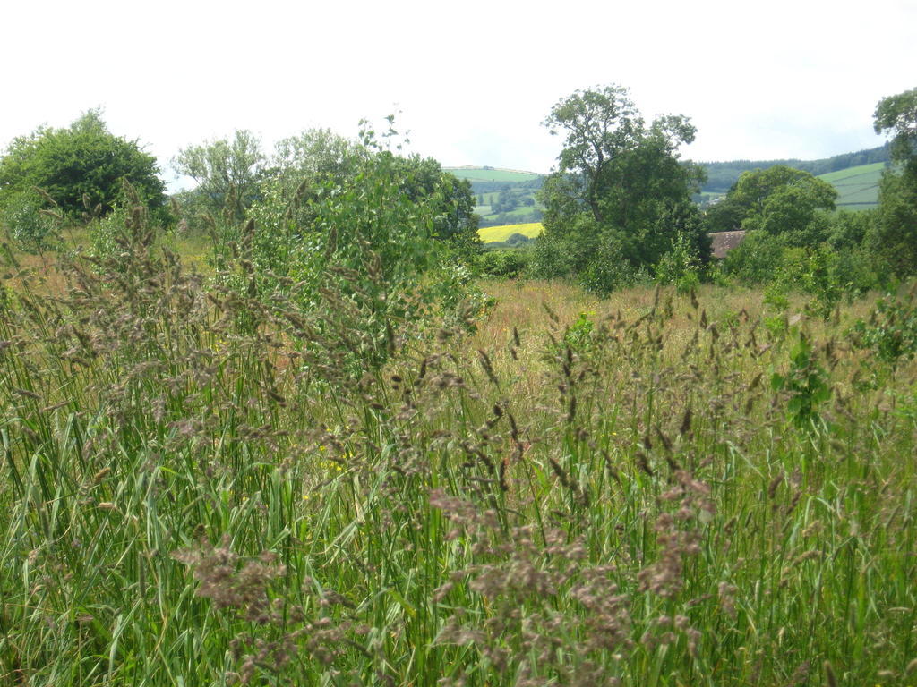 Walford Court Bed and Breakfast Leintwardine Εξωτερικό φωτογραφία